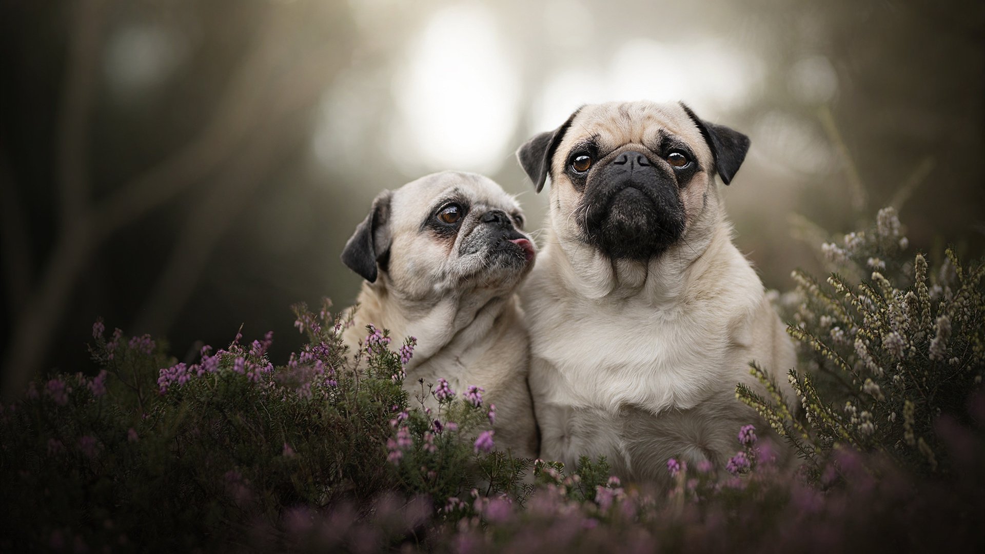 丁俊晖更换战术风格效果立竿见影,丁俊晖失传绝技
