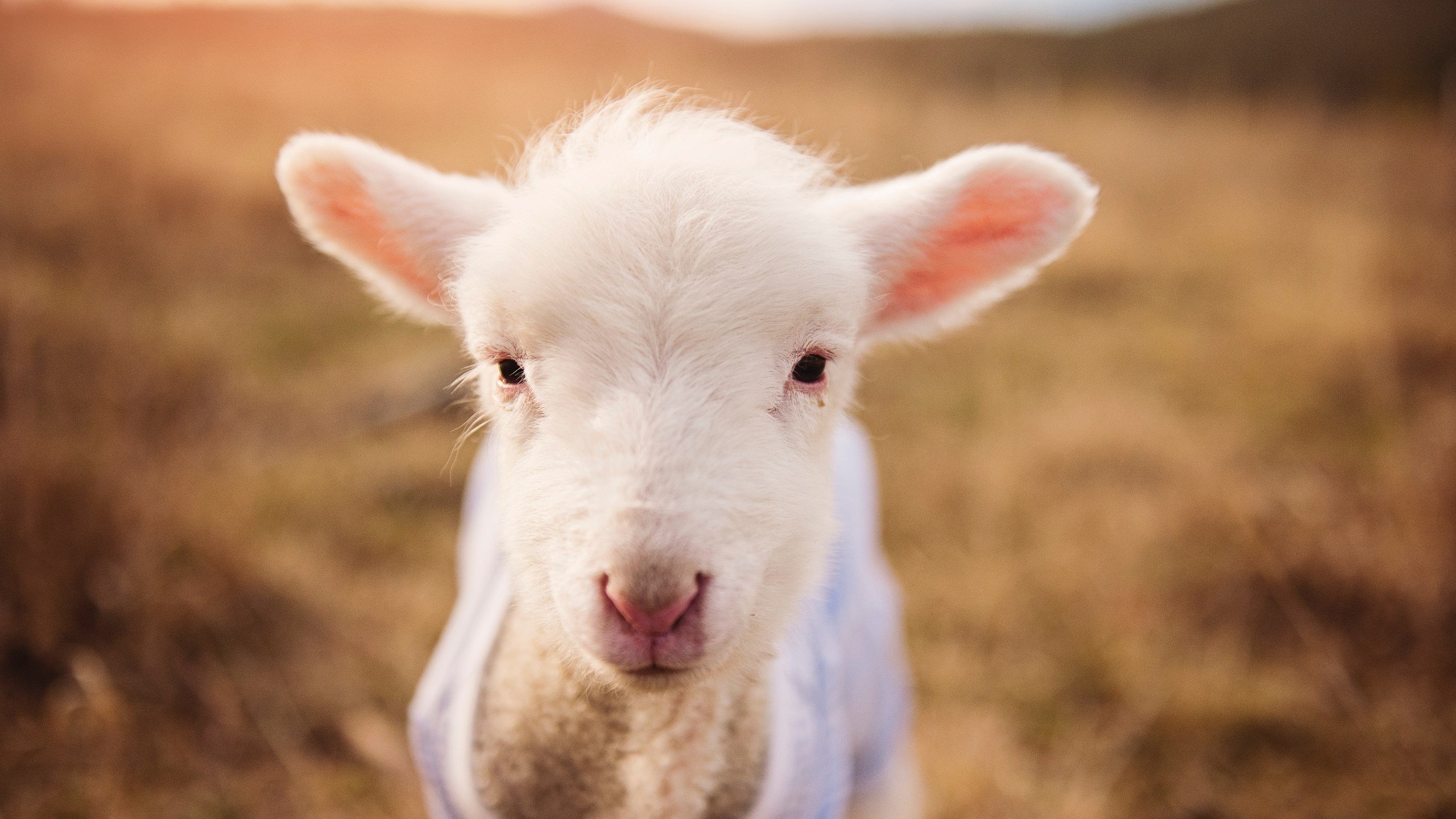 世界足球先生候选名单出炉，巨星云集，世界足球先生入围名单出炉