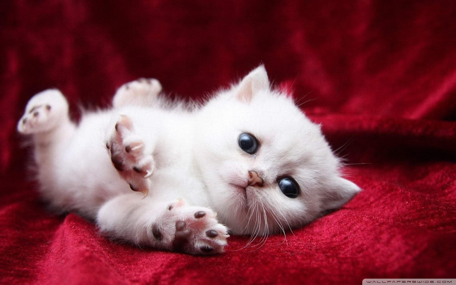 体育新闻中心发布全国体育类奖学金申报入口开放公告，体育奖学金多少钱