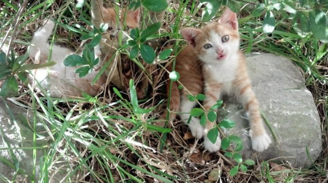 九游（jiuyou.com）游戏-基：全黑队的“中流砥柱”，在防守和进攻端都能稳定发挥