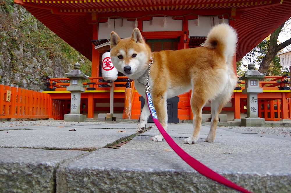 九游网页版官网入口-英超冠军争夺：每场战斗都力拼到底！，英超冠军列表