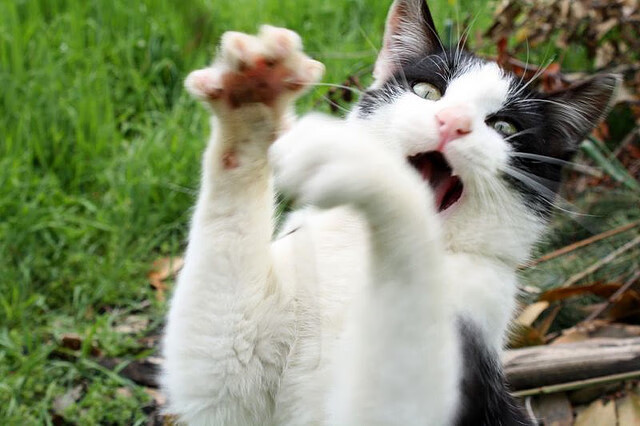 陈艺文:突破自我是最大胜利,陈艺文夺冠